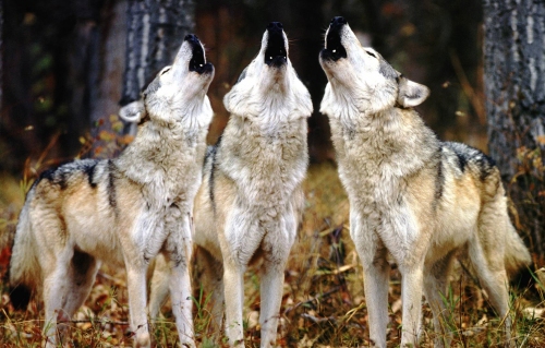 howling-wolves