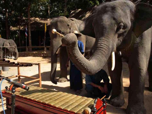 thai elephant orchestra